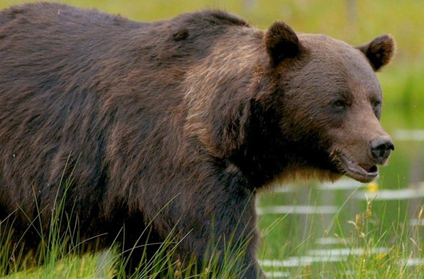  Avanza campaña de protección al oso negro