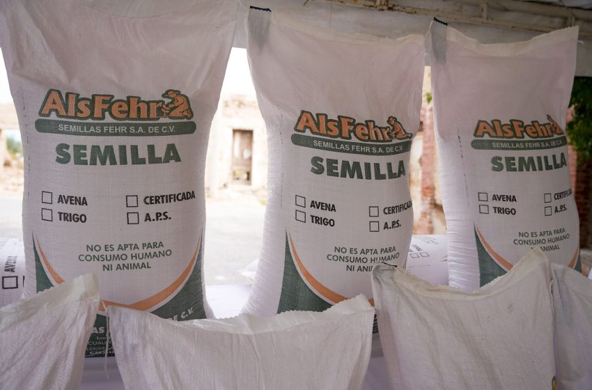 ARRANCAN PROGRAMA DE VENTA DE SEMILLA A BAJO COSTO EN RAMOS ARIZPE