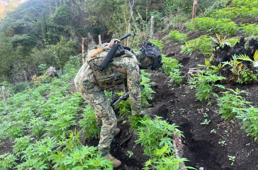 Marina logra destrucción de15 plantíos de marihuana en Nayarit