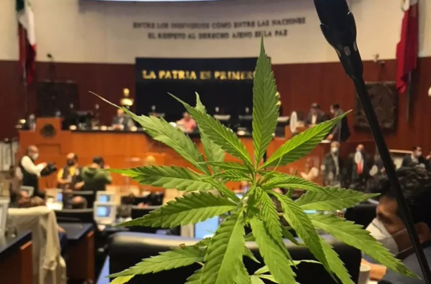 Colectivos alertan que la elección judicial podría frenar la regulación del cannabis en México
