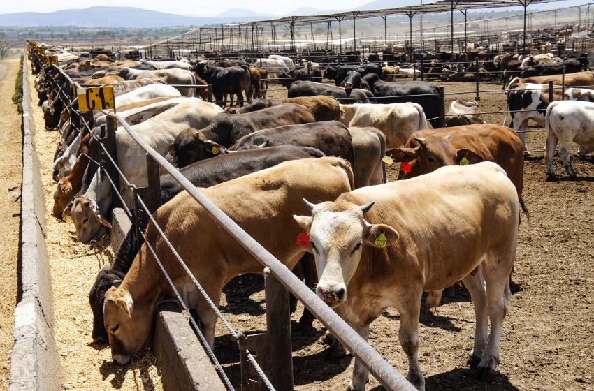 Nuevo caso de gusano barrenador en el ganado de Nuevo León