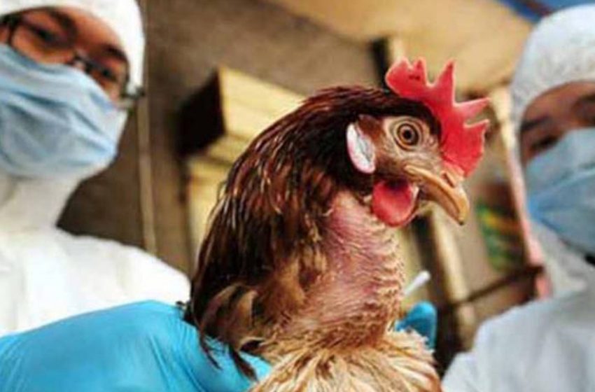 México suspende importaciones avícolas de Brasil por brote de influenza aviar