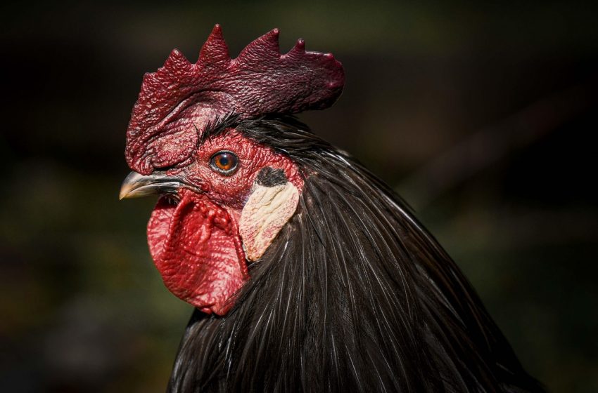 Gripe aviar: Brasil suspende exportaciones de pollo a China, la Unión Europea y Argentina