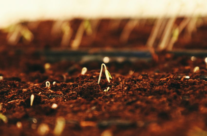 Futuros de Maíz y Soya de Chicago se Recuperan desde Mínimos de Varios Meses