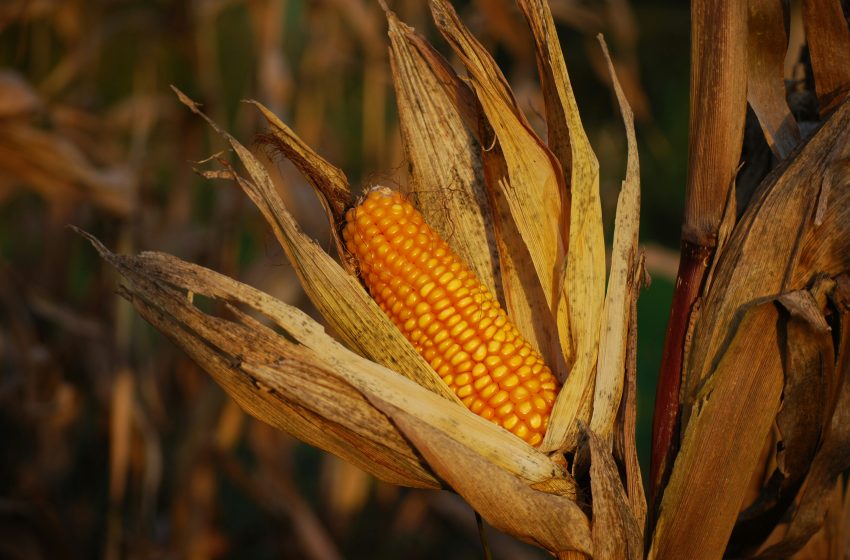 Futuros del maíz caen a mínimos contractuales debido a condiciones favorables de cultivo
