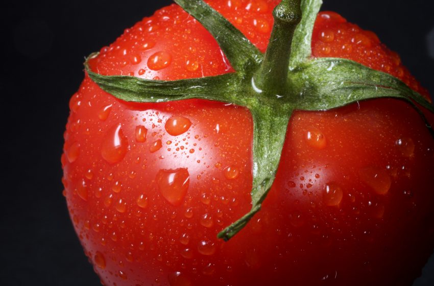  IP y autoridades de Jalisco confían en que no habrá arancel a tomate mexicano