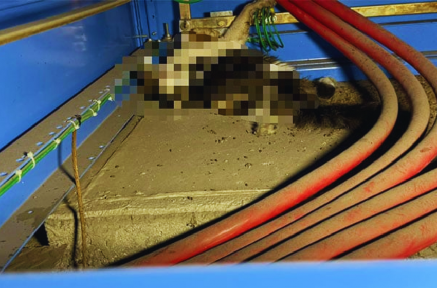 Corte eléctrico en IMSS Saltillo debido a un gato