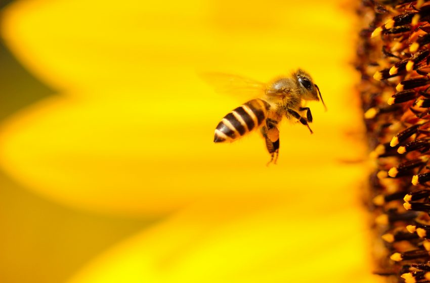 Mueren más mexicanos por picaduras de abeja que por mordedura de serpiente o alacrán: UNAM