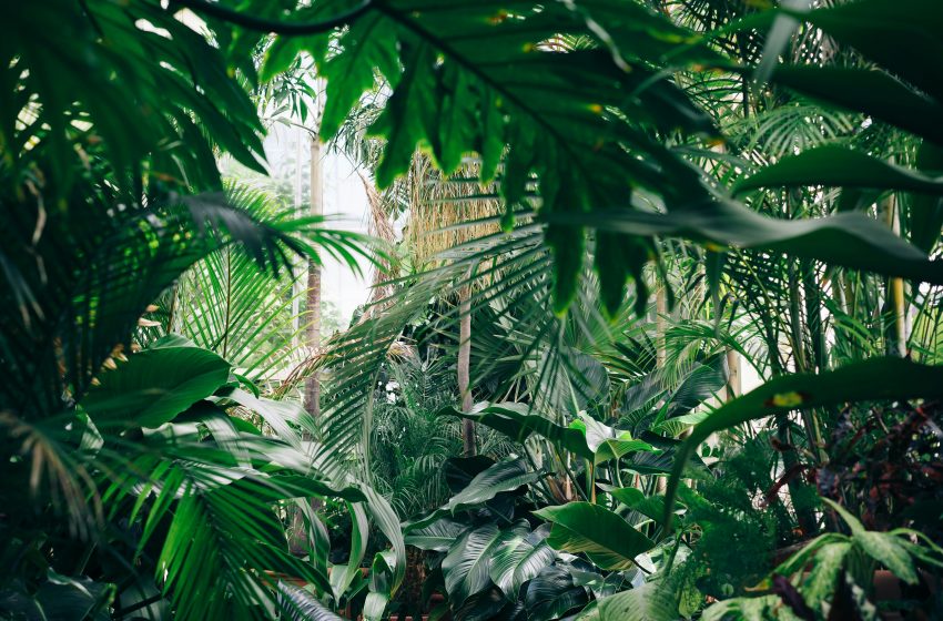 Creación del Corredor Biocultural “Gran Selva Maya”