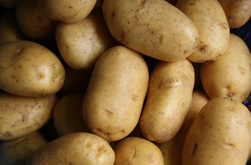 Alistan exportaciones de papas argentinas a Brasil, China y México