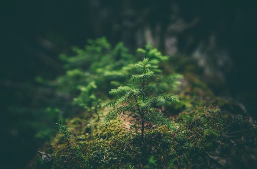 Crecen Áreas Naturales Protegidas en Michoacán