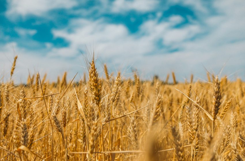 El trigo cae por el buen tiempo en las regiones productoras
