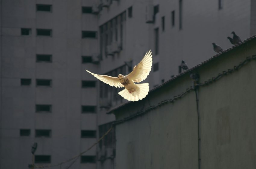 Conmemoración de los 80 años de la bomba atómica en Nagasaki