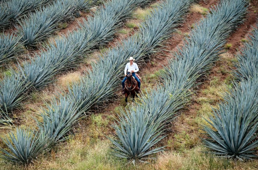  Mercado nacional de tequila enfrentará baja del 1% anual, estima CNIT.