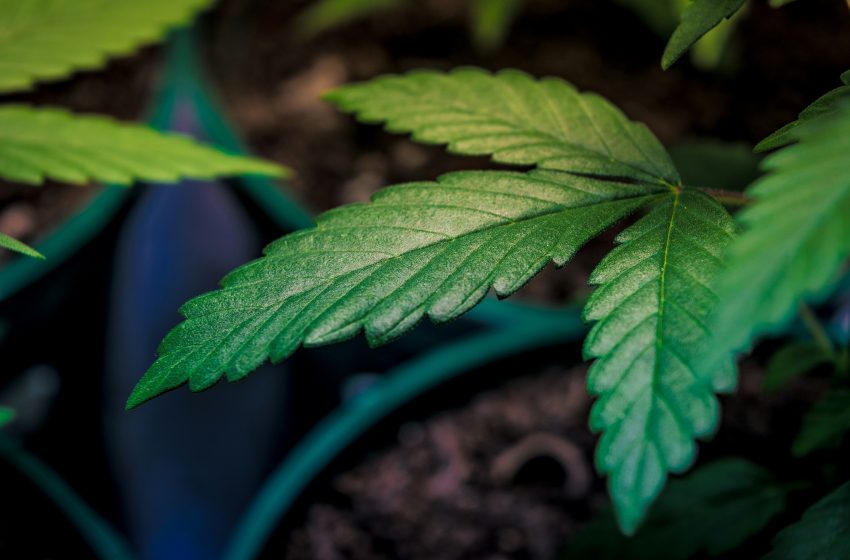  Trump firma decreto para reclasificar la marihuana como una droga menos peligrosa