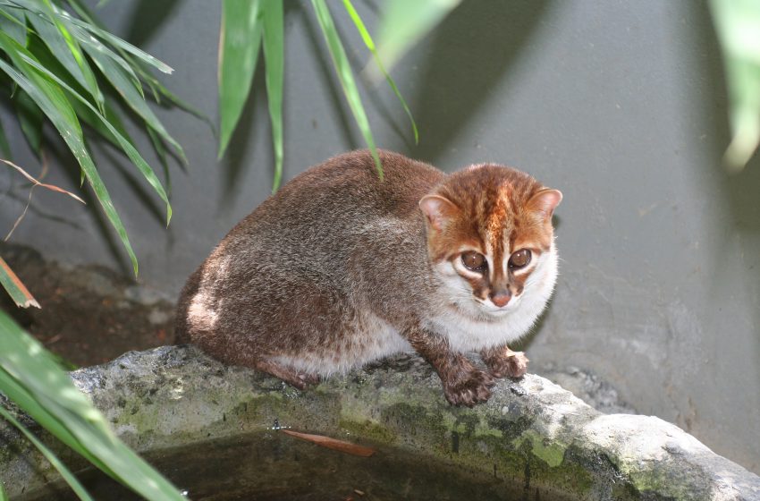  Gato de cabeza plana redescubierto en Tailandia
