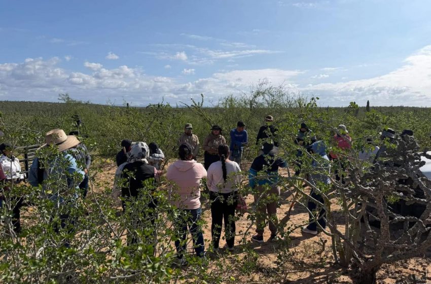  Descubrimiento de fosa clandestina con cuerpos y restos humanos en BCS