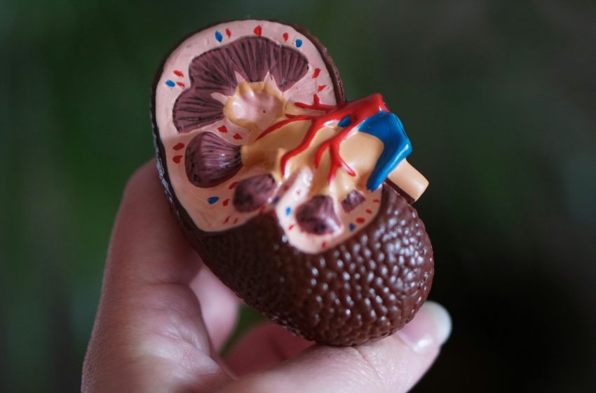  Día Mundial del Riñón: Importancia de adoptar hábitos saludables