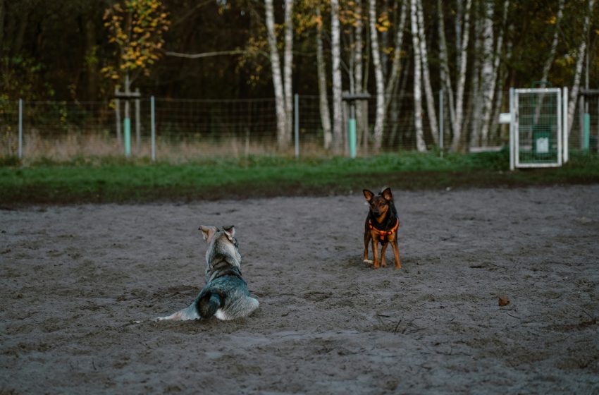  Campaña “Croquetón” del PRI Torreón: recolección de alimento para rescatistas y albergues