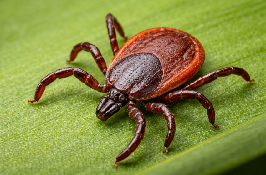  El calor aumenta el riesgo de rickettsia en Saltillo: recomendaciones de prevención