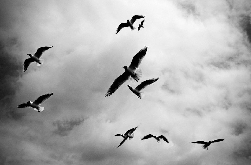  Granizada en La Laguna deja mortandad masiva de aves