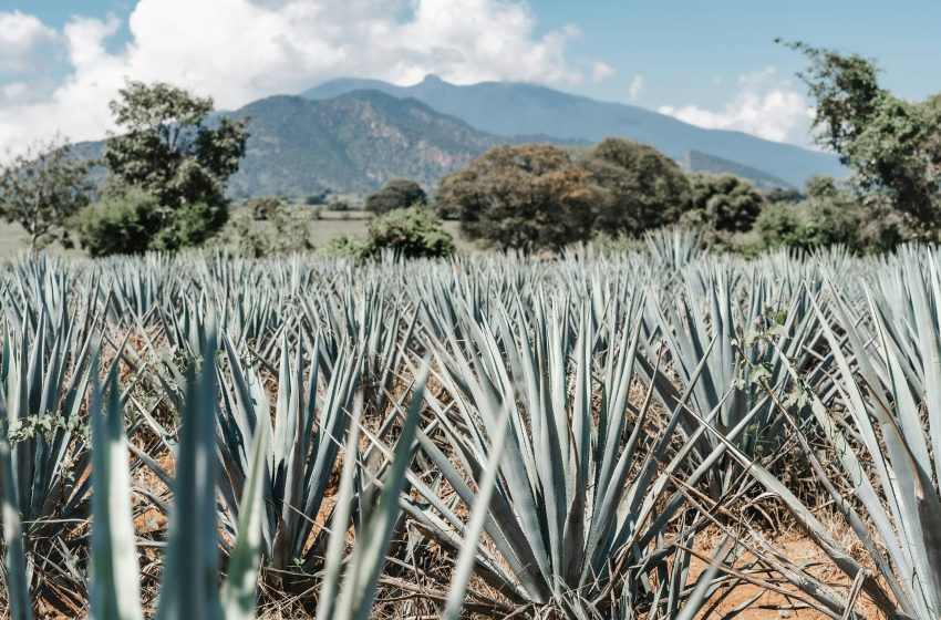  Fortalecimiento de la agroindustria tequilera a través de tecnología e innovación