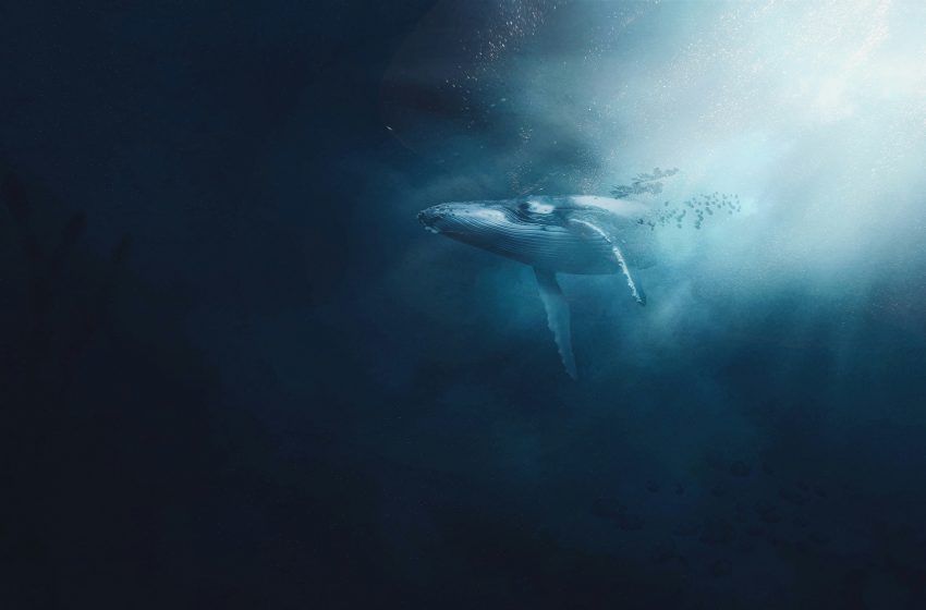  Amenaza a ballenas mexicanas por proyectos de gas natural en el Golfo de California