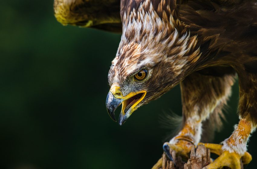  Confirmación del nido de águila real en el Área Protegida de Flora y Fauna Ocampo, Coahuila: una buena noticia para la conservación.