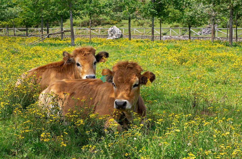  Sequía y cierre de frontera de EU afectan al hato ganadero en Coahuila