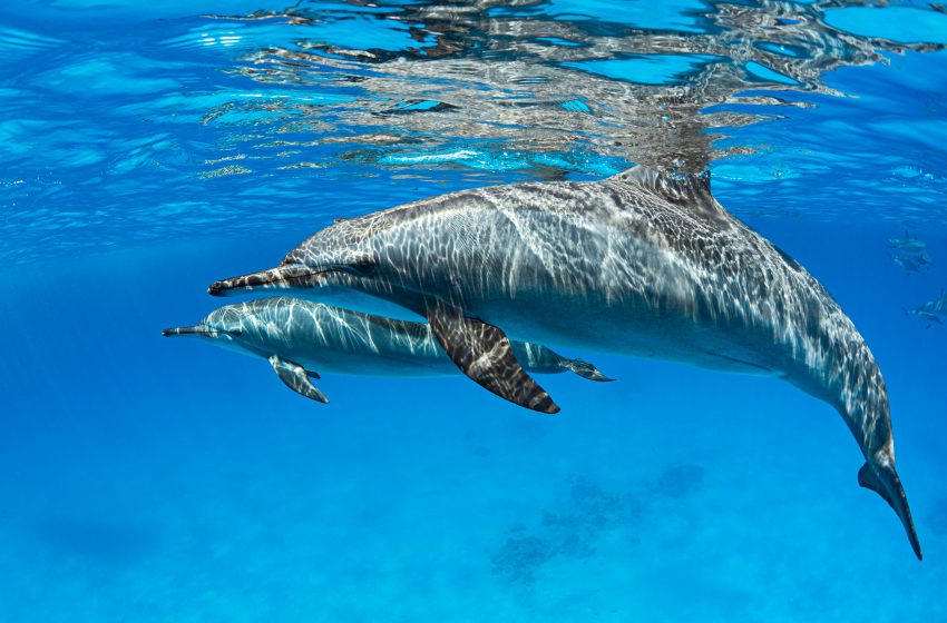  Respuesta de la Profepa sobre abandono de delfines en parque acuático de Cancún