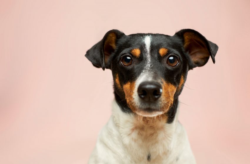  “Festival ‘Échanos una patita Fest’ en Saltillo: apoyo a perros y gatos rescatados”